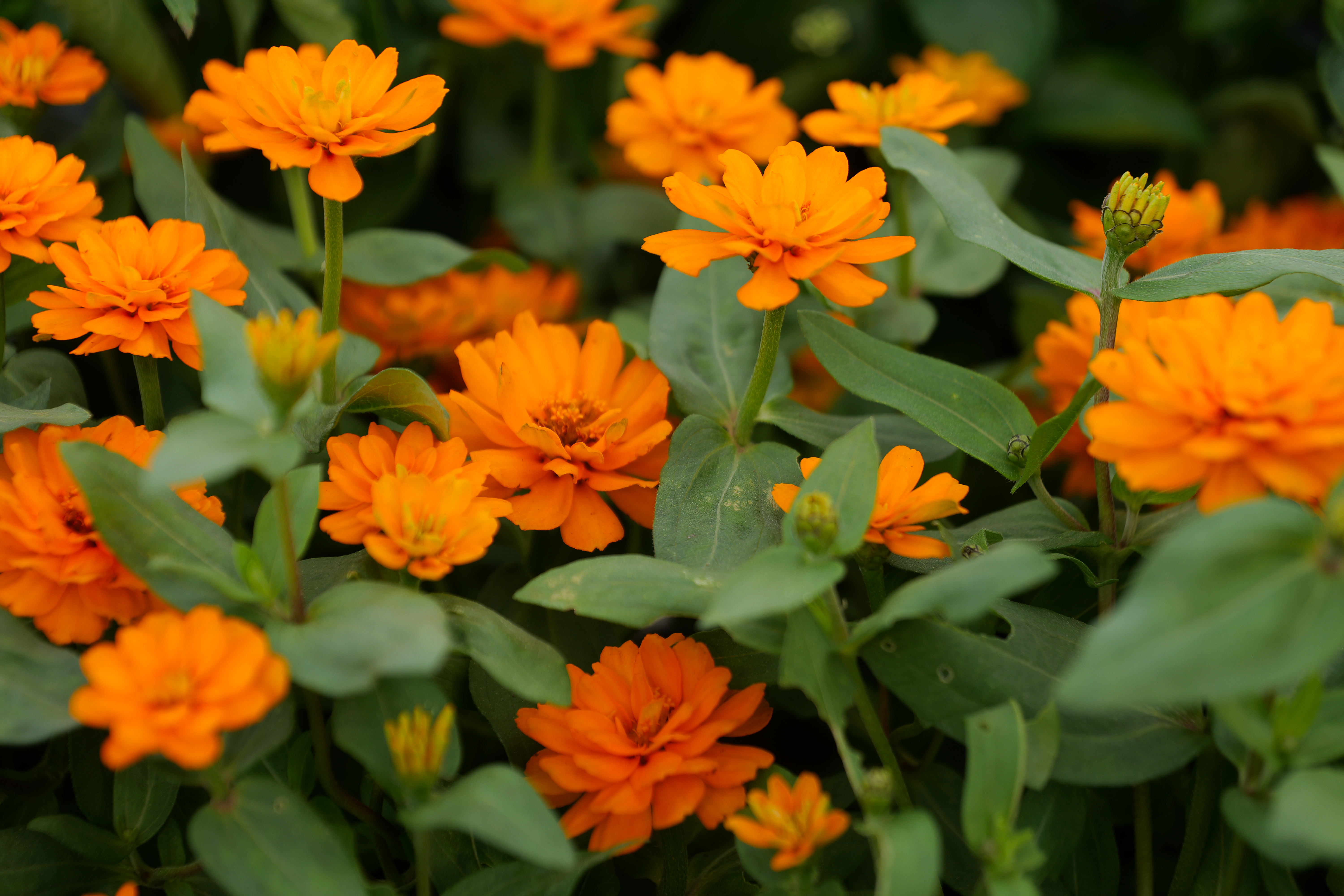 Orange flowers